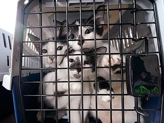 COVID-19: Hundreds of shelter dogs, cats flown across the Pacific