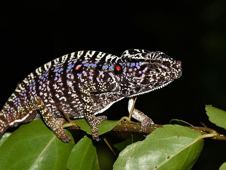 Madagascar Chameleon 