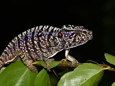 A Voeltzkow-Chameleon in Madagascar.