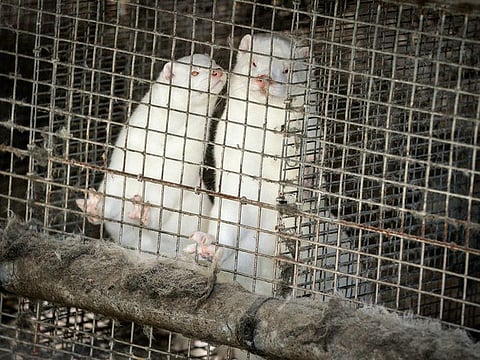 Minks in a farm in Gjoel in North Jutland, Denmark. Denmark’s prime minister says the government wants to cull all minks in Danish farms, to minimize the risk of them re-transmitting the new coronavirus to humans. She said Wednesday, Nov. 4, 2020, a report from a government agency that maps the coronavirus in Denmark has shown a mutation in the virus found in 12 people in the northern part of the country who got infected by minks.