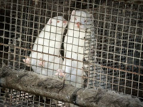 Minks in a farm in Gjoel in North Jutland, Denmark. Denmark’s prime minister says the government wants to cull all minks in Danish farms, to minimize the risk of them re-transmitting the new coronavirus to humans. She said Wednesday, Nov. 4, 2020, a report from a government agency that maps the coronavirus in Denmark has shown a mutation in the virus found in 12 people in the northern part of the country who got infected by minks.