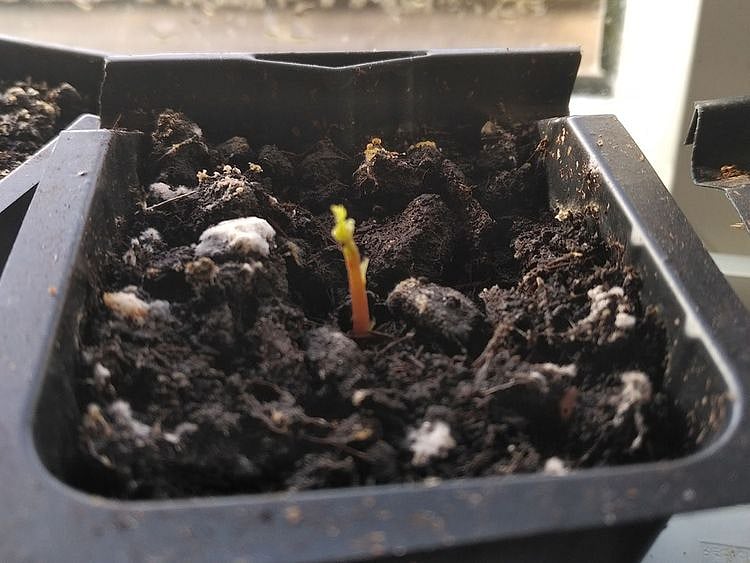 Acorns