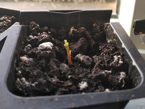 I have planted three acorns in a pot