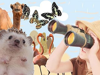 13 Fantastic beasts of the UAE: A nature trail for kids