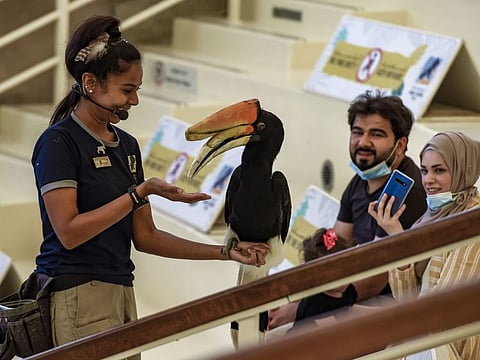 File photo of a trainer holding a Rhinoceros hornbill during the bird show at Dubai Safari Park.  