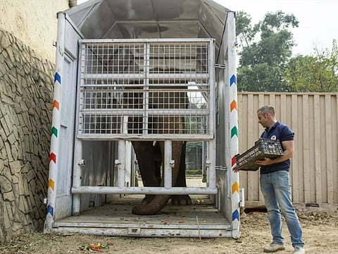 Ingo Schmidinger trains Kavaan the elephant in Islamabad's Marghazar Zoo.