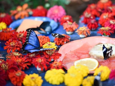 Look: Inside world’s largest indoor butterfly garden in Dubai