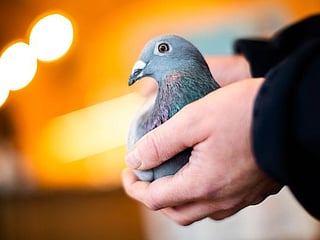 Belgian racing pigeon fetches record price of $1.9 million