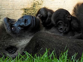 Photos: Week-old gorilla breaks hearts at Spanish zoo