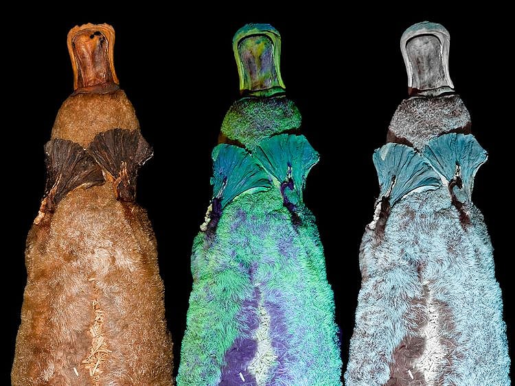 PLATYPUS-GLOW-1-(Read-Only)