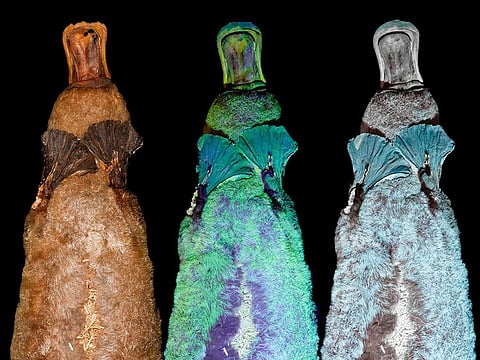 In an undated image from the researcher, a composite image of of a platypus under visible light, left, and under ultraviolet light and yellow-filtered UV light. 