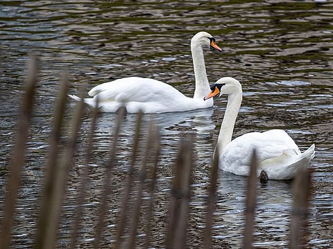 France has detected a highly pathogenic strain of bird flu in the pet section of a shop in Corsica.