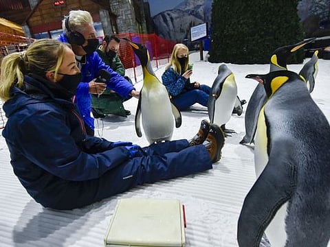 In Pictures: Have a breakfast and walk with Penguins at Ski Dubai
