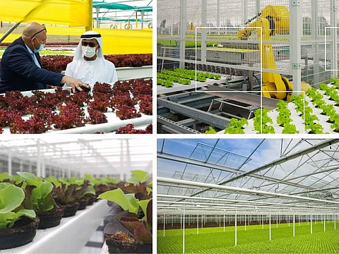 Dr Abdullah Bel Haif Al Nuaimi, UAE Minister of Climate Change and Environment, visited Armela Farms and its new expansion