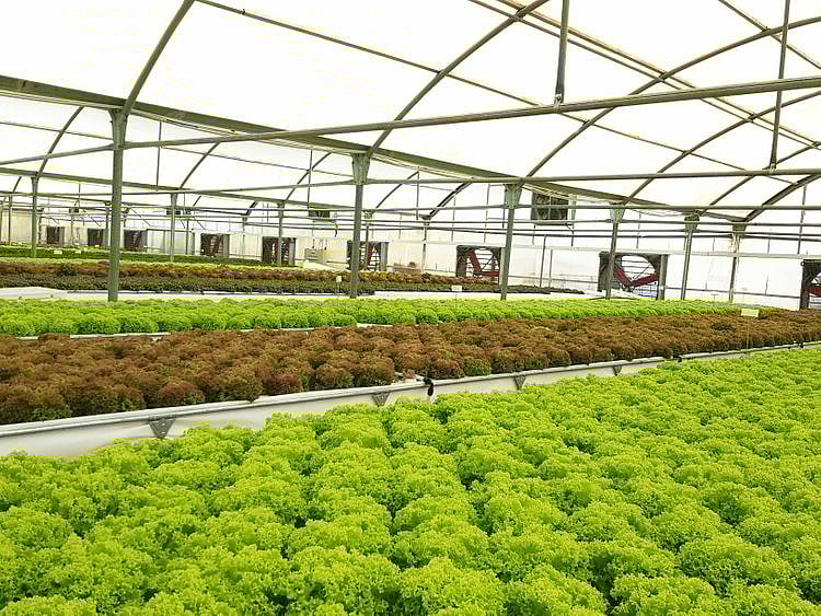 Lead_food tech