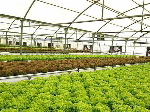 Armela Farms currently produces 5,000 heads of lettuce and one tonne of kale daily