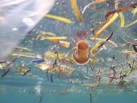  The group's report attempts to describe the cumulative impact of plastic pollution on marine fauna in the United States in the last decade
