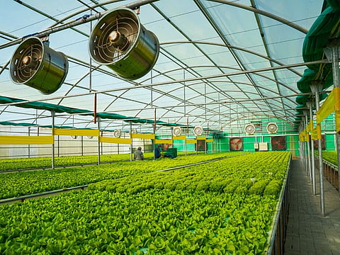 Armela Farms