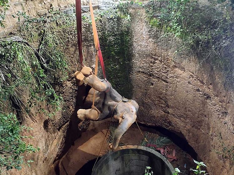 Elephant india rescue