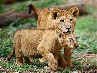 Photos: A look at lion cubs born in captivity