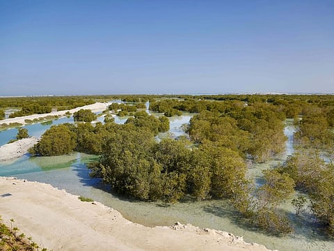 The stunning Jubail Mangrove Park in Abu Dhabi. 