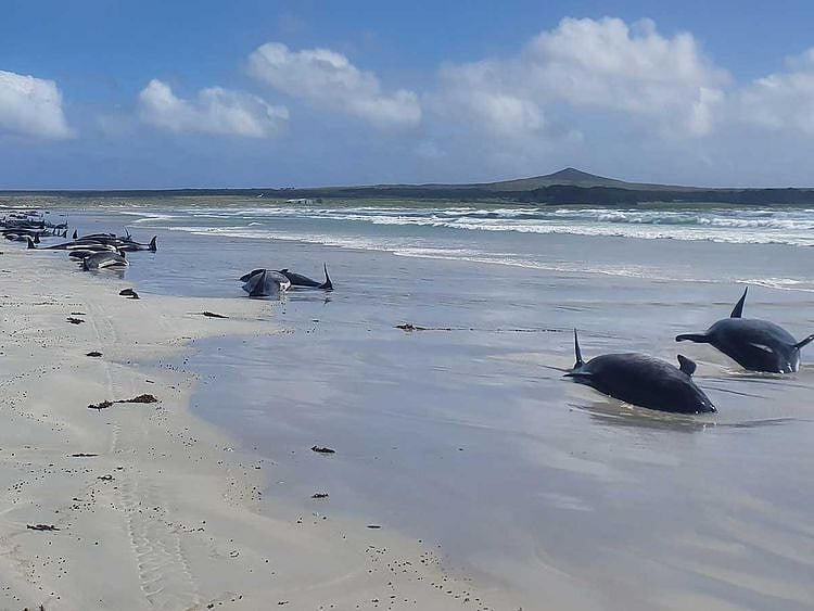 Whales new Zealand beaching