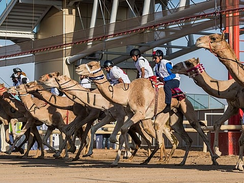 At least 13 expatriates from China, Japan, UK, Romania, Finland, USA, Germany and Armenia participated in the inaugural Camel Trek Marathon held on February 12 this year.