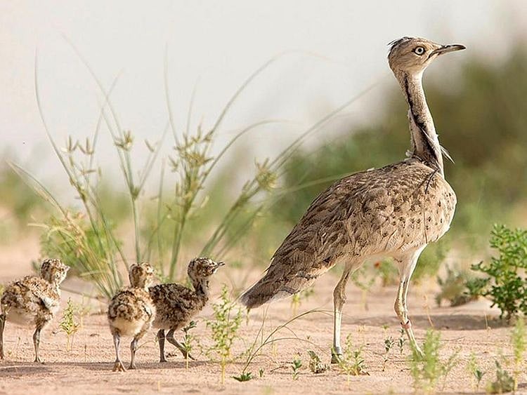 NAT FILE houbara bustard-1606379755625