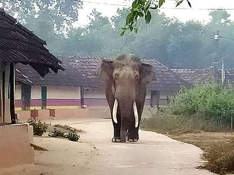 Elephants have been spotted enjoying a trip to a village in Jharkhand.
