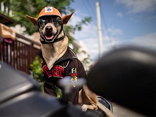 Biker dog Bogie thrills fans as he cruises Philippine highways 