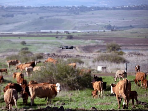 Cows gather as a drone flies above them, herding and observing them, as part of a method developed by Israeli firm BeeFree Agro, at a ranch near Katzrin in the Golan Heights. 