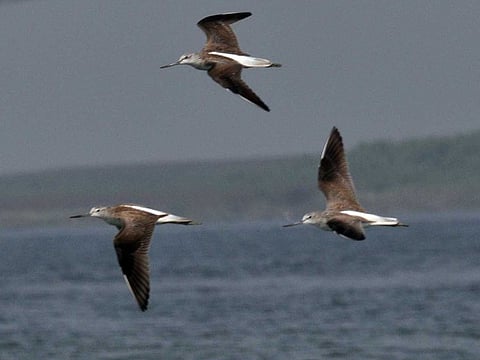 An estimated 40% of all the known bird species migrate using nine well know migratory flyways