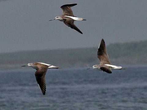 An estimated 40% of all the known bird species migrate using nine well know migratory flyways