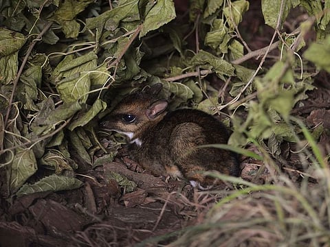Philippine mouse deer, born at Zoo Wroclaw is seen in this undated photo. 