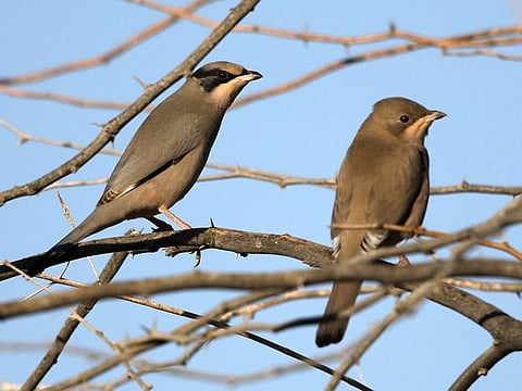 The Grey Hypocolius was spotted in the western region of Abu Dhabi in Sila town last month.