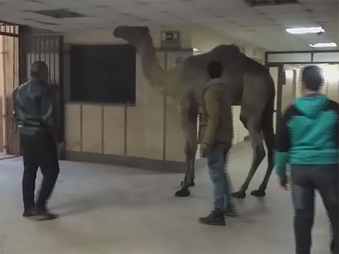 Grab from a video purportedly showing a camel inside an Egyptian hospital.