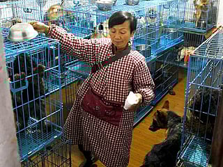 China animal rescuer shares home with 1,300 dogs