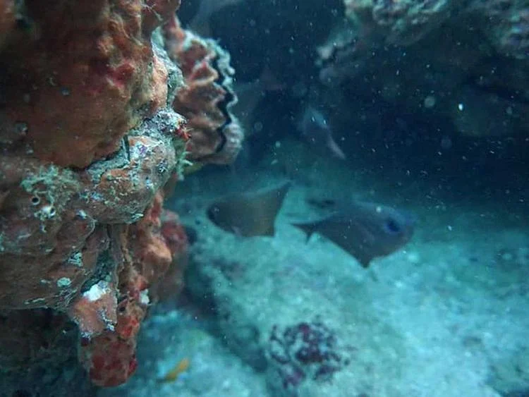 Balochistan coral bleaching Pakistan