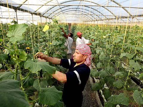 A worker at a cucumber farm in Dhaid. Experts have called for collective steps to boost food production based on the lessons from COVID-19.