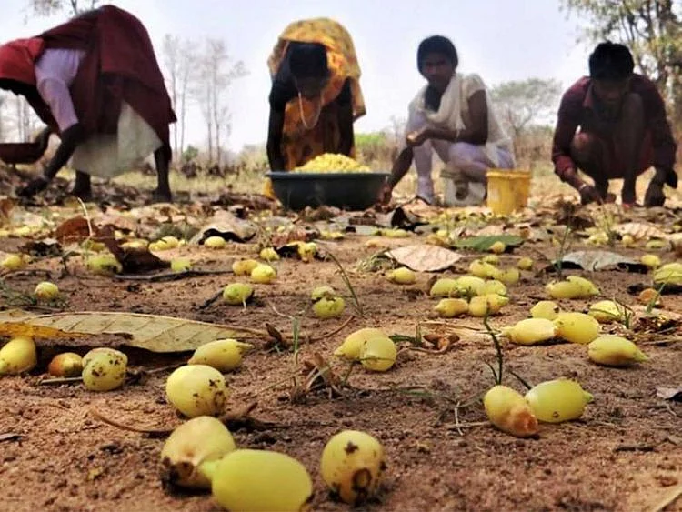 Tribal India mahua flowers