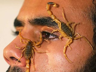 Young Egyptian finds fortune in scorpions