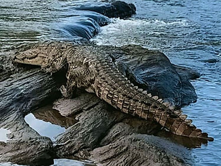 crocodile 