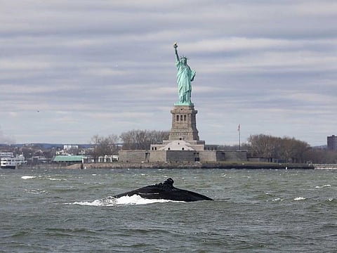A humpback whale surfaces near the Statue of Liberty in this photo taken from a boat on New York Harbor in New York City, US, December 8, 2020.  