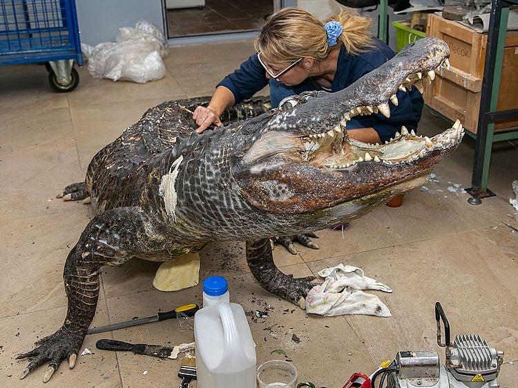 Alligator named Saturn