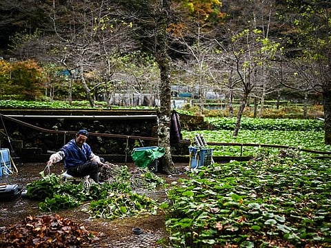 In photos: Japan's wasabi producers farm 'green gold'