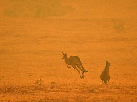 A kangaroo jumps in a field amidst smoke from a bushfire in Snowy Valley on the outskirts of Cooma on January 4, 2020. Up to 3,000 military reservists were called up to tackle Australia's relentless bushfire crisis on January 4, as tens of thousands of residents fled their homes amid catastrophic conditions.