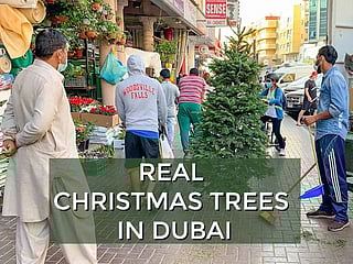 Christmas in Dubai 2020: Residents rush to get real Christmas trees