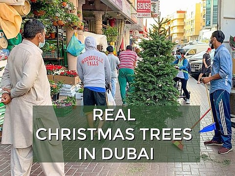 Christmas in Dubai 2020: Residents rush to get real Christmas trees