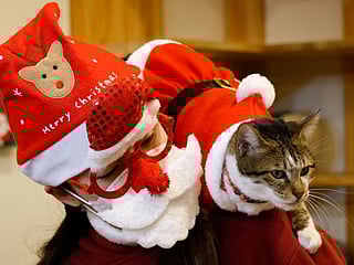 In pictures: Rescue cats don Santa suits for purrfect Korean Christmas