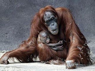 Prague zoo's month-old Sumatran orangutan finally has a name